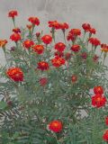 Tagetes patula