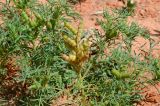 Lupinus angustifolius. Верхушки плодоносящих растений с плодами разной степени зрелости. Израиль, Шарон, г. Герцлия, парк (местный вид, используемый в озеленении). 09.04.2013.