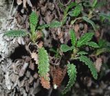 Dryas punctata