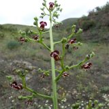 Scrophularia azerbaijanica