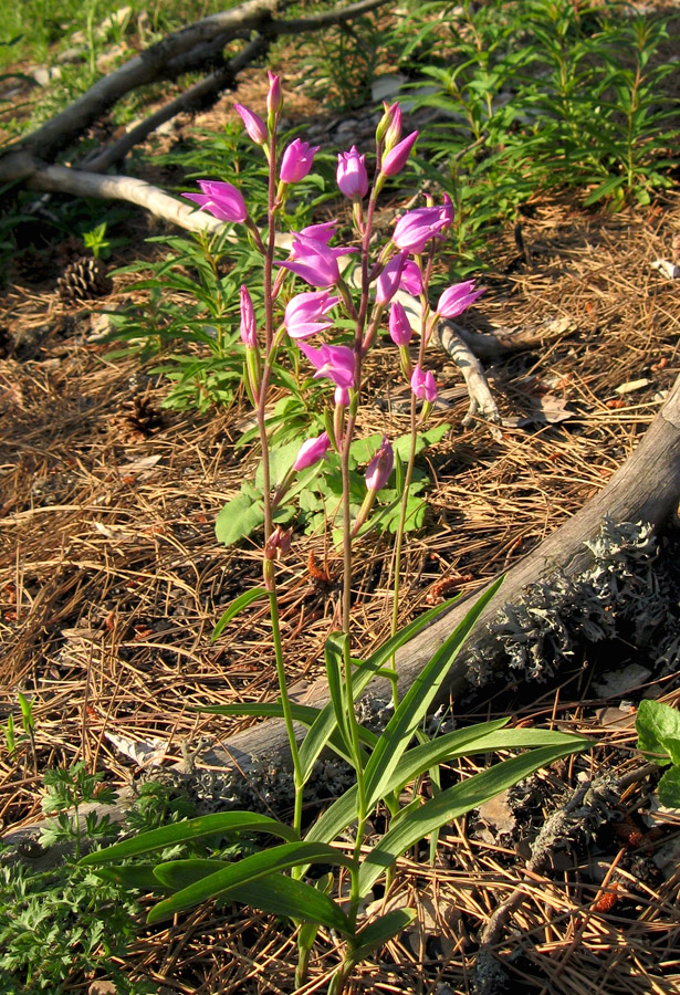 Изображение особи Cephalanthera rubra.