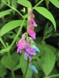 Lathyrus komarovii