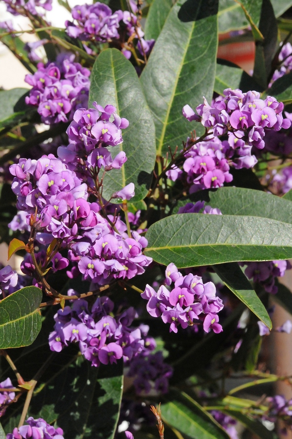 Image of Hardenbergia violacea specimen.