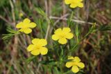 Linum nodiflorum