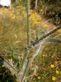 Crepis rhoeadifolia