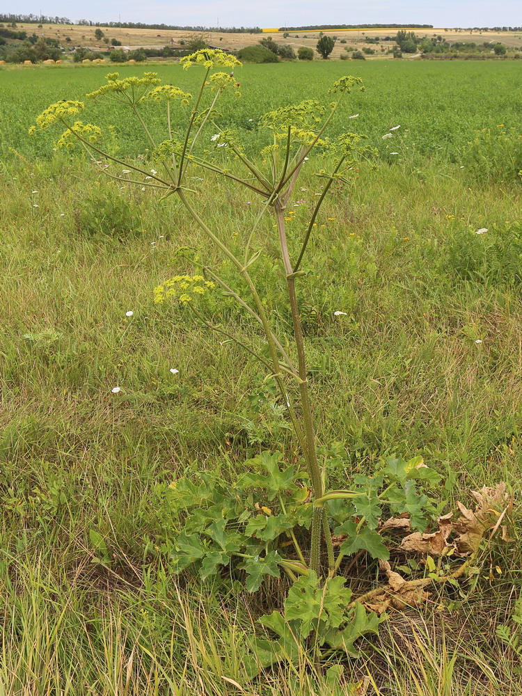 Изображение особи Heracleum sibiricum.