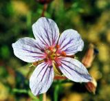 Erodium beketowii