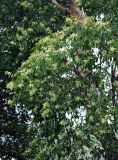 Bhesa paniculata. Ветви цветущего дерева. Таиланд, Донсак. 21.06.2013.