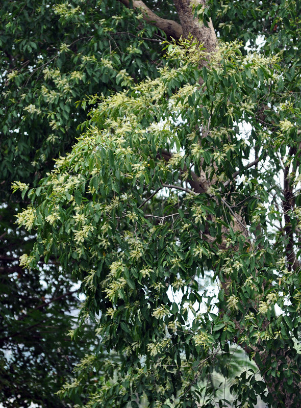 Изображение особи Bhesa paniculata.