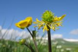 Ranunculus caucasicus