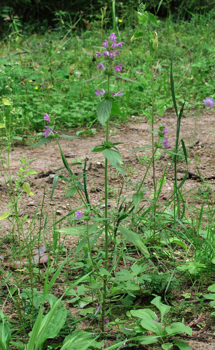 Изображение особи Galeopsis ladanum.