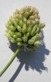 Allium regelianum
