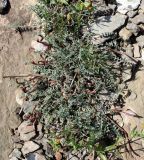 Astragalus confiniorum