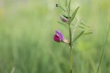 Vicia angustifolia. Часть побега с цветком, бутоном и фуражирующими муравьями. Украина, Днепропетровская обл., Криворожский р-н, окр. с. Широкое, склон балки, степь. 08.06.2016.