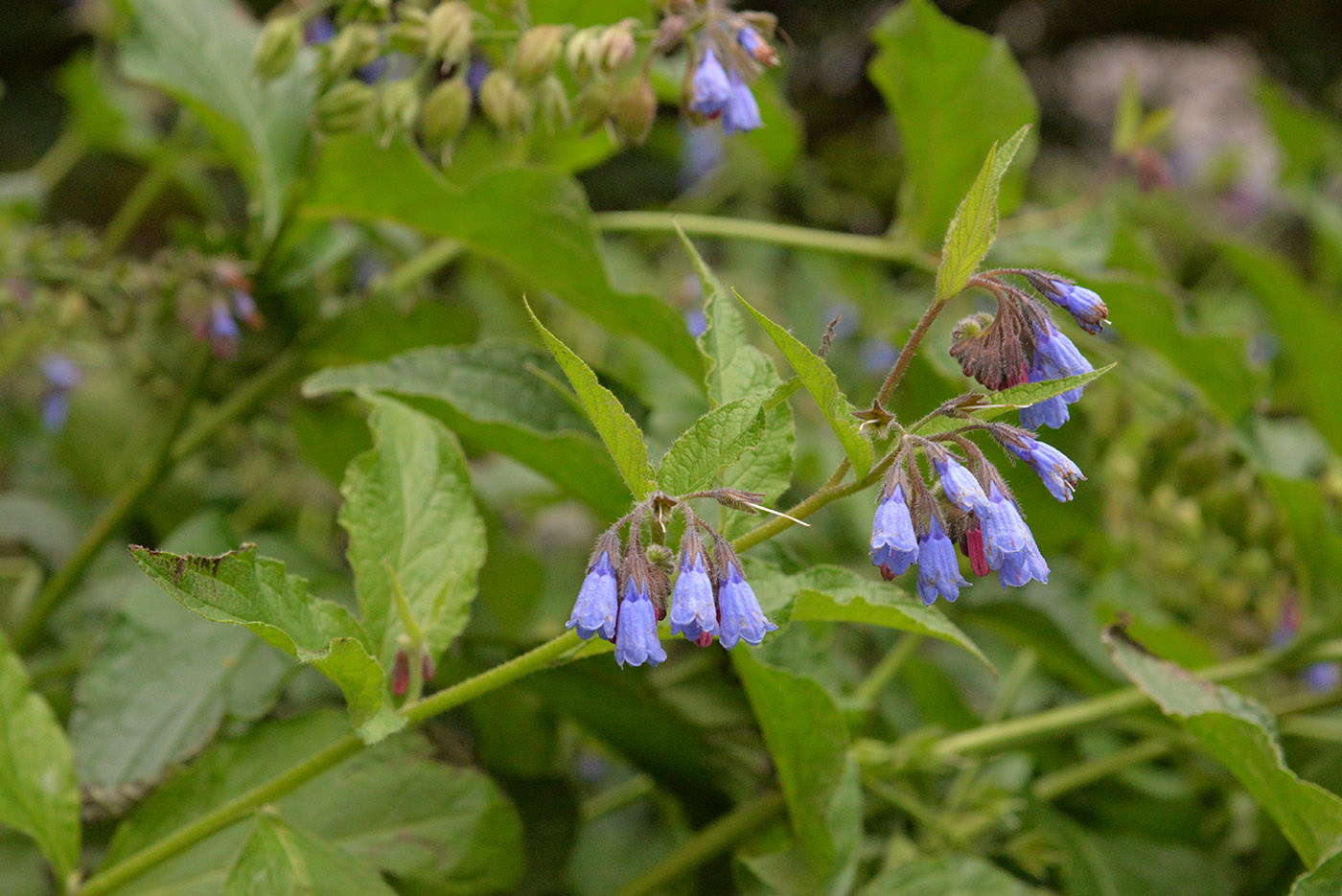 Изображение особи Symphytum asperum.