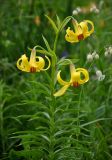 Lilium kesselringianum