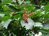 Viburnum sargentii. Верхушка побега с соплодием. Приморье, окр. г. Находка, смешанный лес. 07.09.2016.