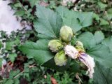 Hibiscus syriacus. Завязавшиеся плоды и листья. Крым, пос. Партенит, в культуре. 12.10.2016.