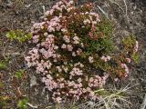 Loiseleuria procumbens