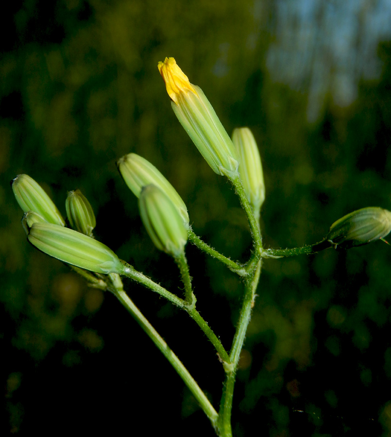 Изображение особи Crepis pulchra.