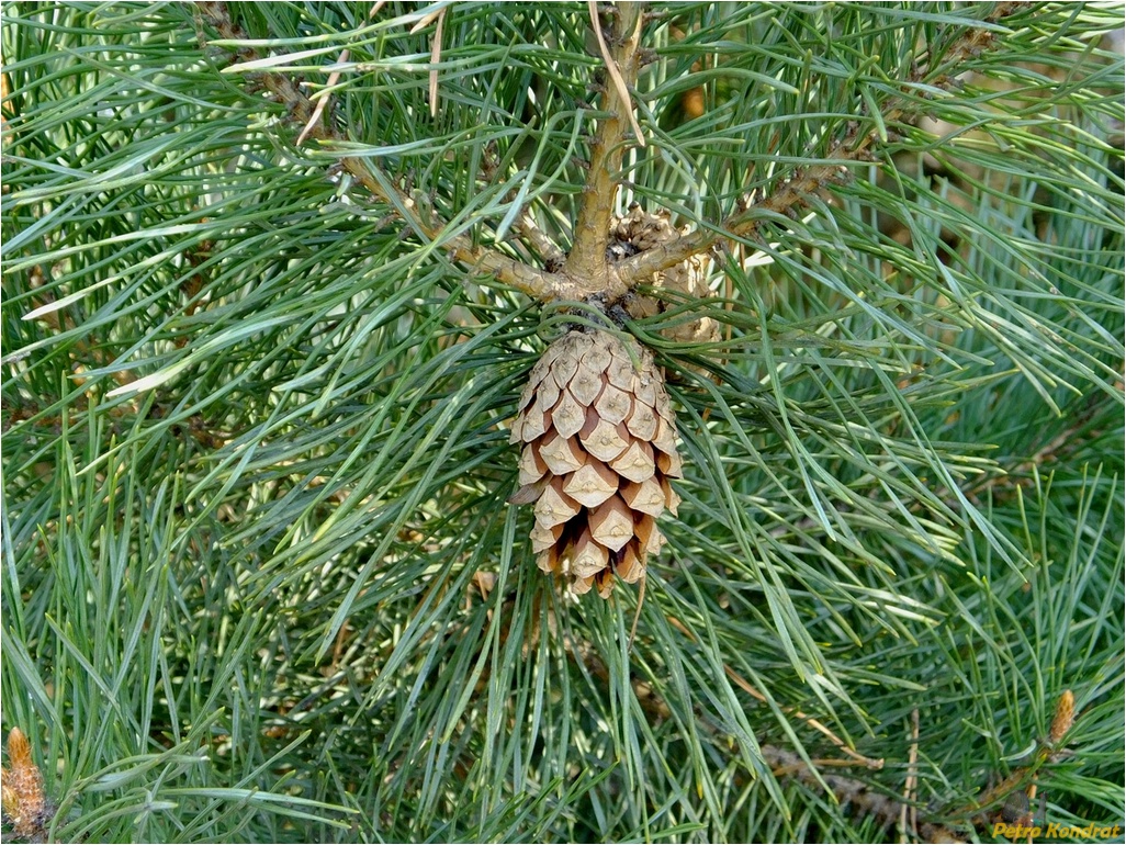 Изображение особи Pinus sylvestris.