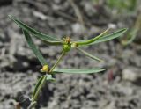 Euphorbia ledebourii. Верхушка цветущего и плодоносящего растения. Крым, окр. Судака, южные отроги горы Перчем, полупустынный склон. 18 мая 2017 г.