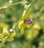 Verbascum chaixii