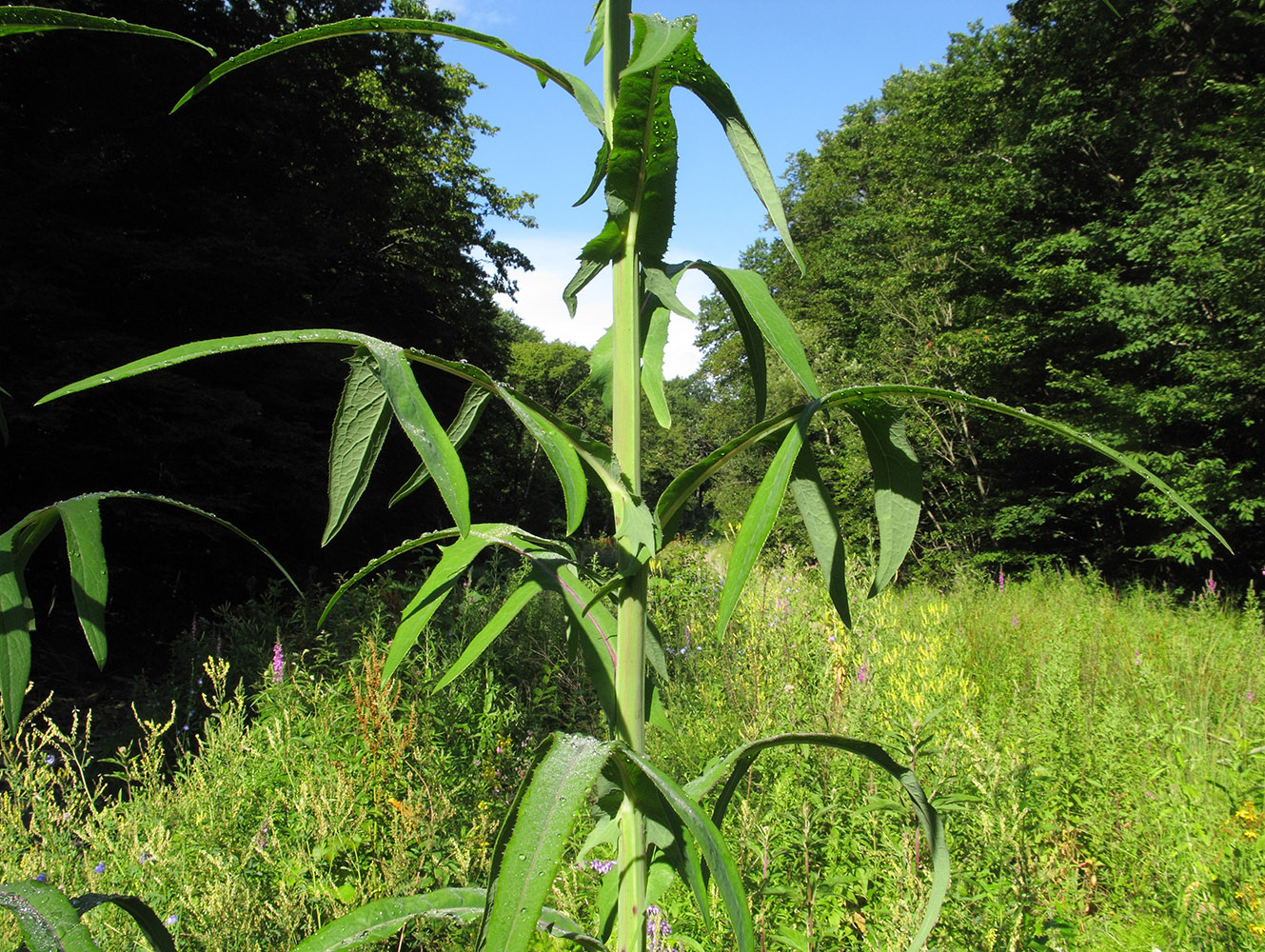 Изображение особи Sonchus palustris.