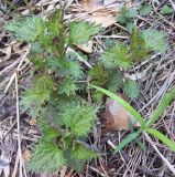 Urtica dioica. Молодые побеги. Башкирия, окр. Белорецка, гора Мраткина, сосновый лес. Первая декада мая.