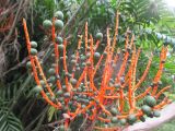 Chamaedorea seifrizii. Цветоносная ветвь с созревающими плодами. Австралия, г. Брисбен, ботанический сад. 26.02.2017.