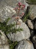 Saxifraga kolenatiana. Цветущее растение. Кабардино-Балкария, Приэльбрусье, левый берег руч. Донгуз-Орун выше поляны Чегет, выс. ок. 2080 м. 09.07.2008.