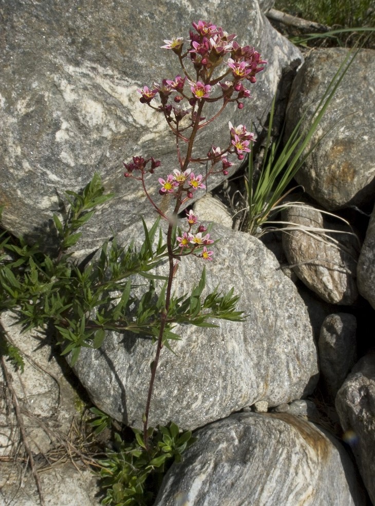 Изображение особи Saxifraga kolenatiana.