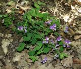 Lathyrus laxiflorus