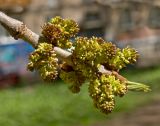 Fraxinus pennsylvanica. Верхушка бутонизирующего побега. Пермский край, г. Пермь, Свердловский р-н, в озеленении двора. 21 мая 2018 г.