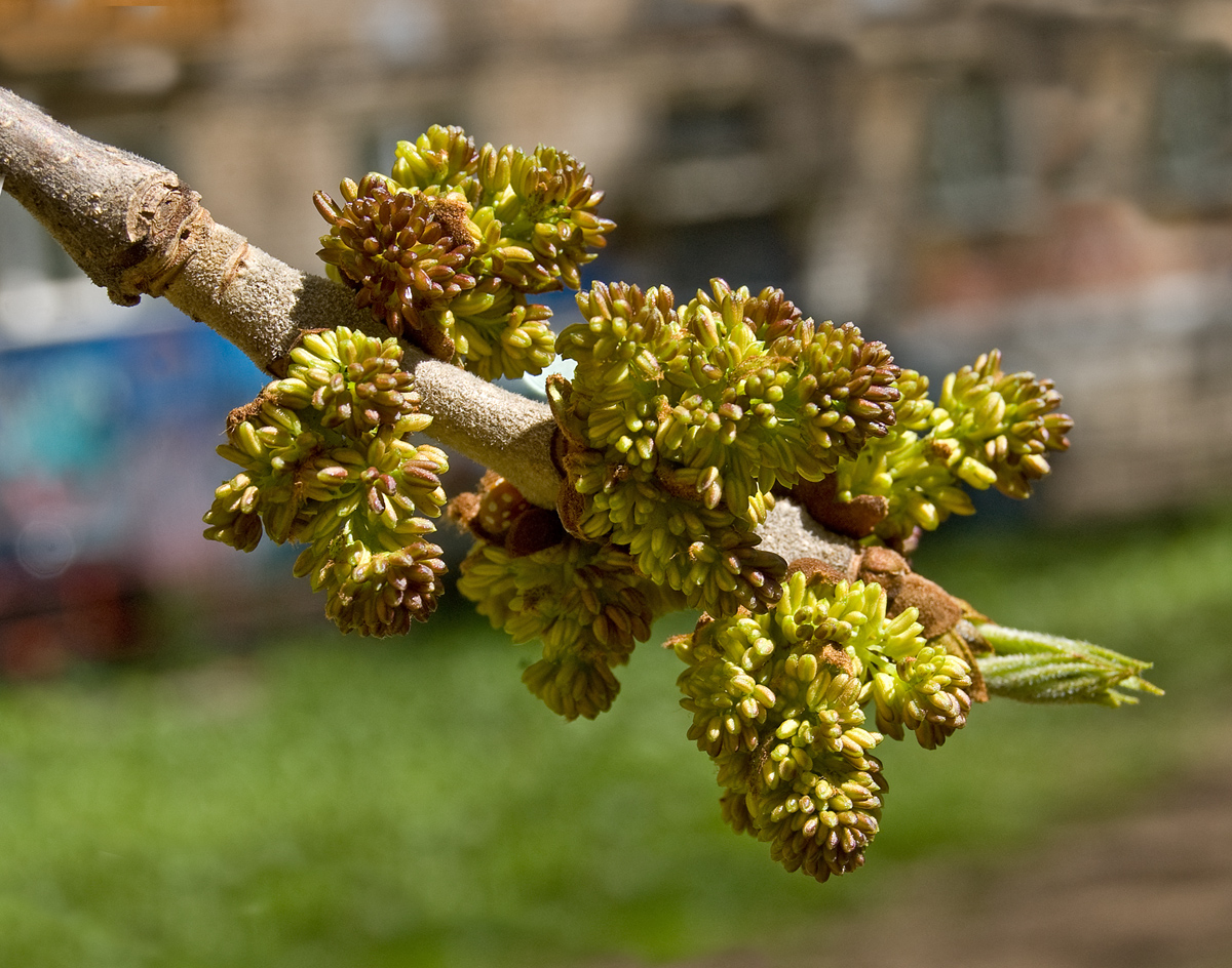 Изображение особи Fraxinus pennsylvanica.