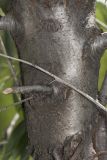 Elaeagnus angustifolia. Участок ствола. Саратов, Лысая гора, склон горы, грунт каменисто-меловой. 16.06.2018.