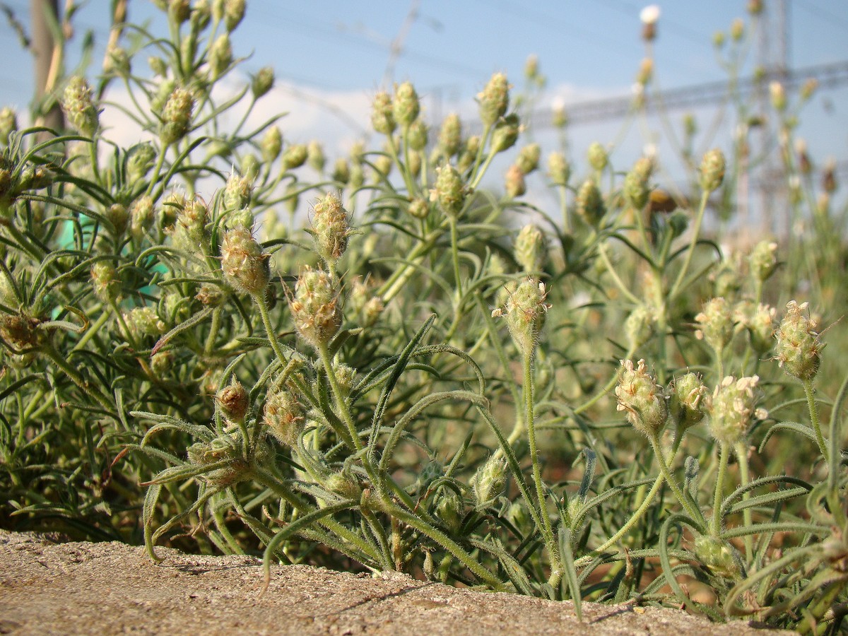 Image of Plantago arenaria specimen.