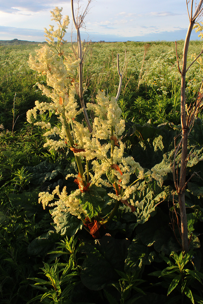 Изображение особи Rheum rhabarbarum.