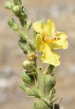 Verbascum turkestanicum. Часть соцветия с цветком, плодами и бутонами. Узбекистан, Андижанская обл., Андижанский р-н, Ферганская долина, Хаканские адыры, подножье каменистого склона. 21.07.2017.