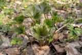 Trollius europaeus