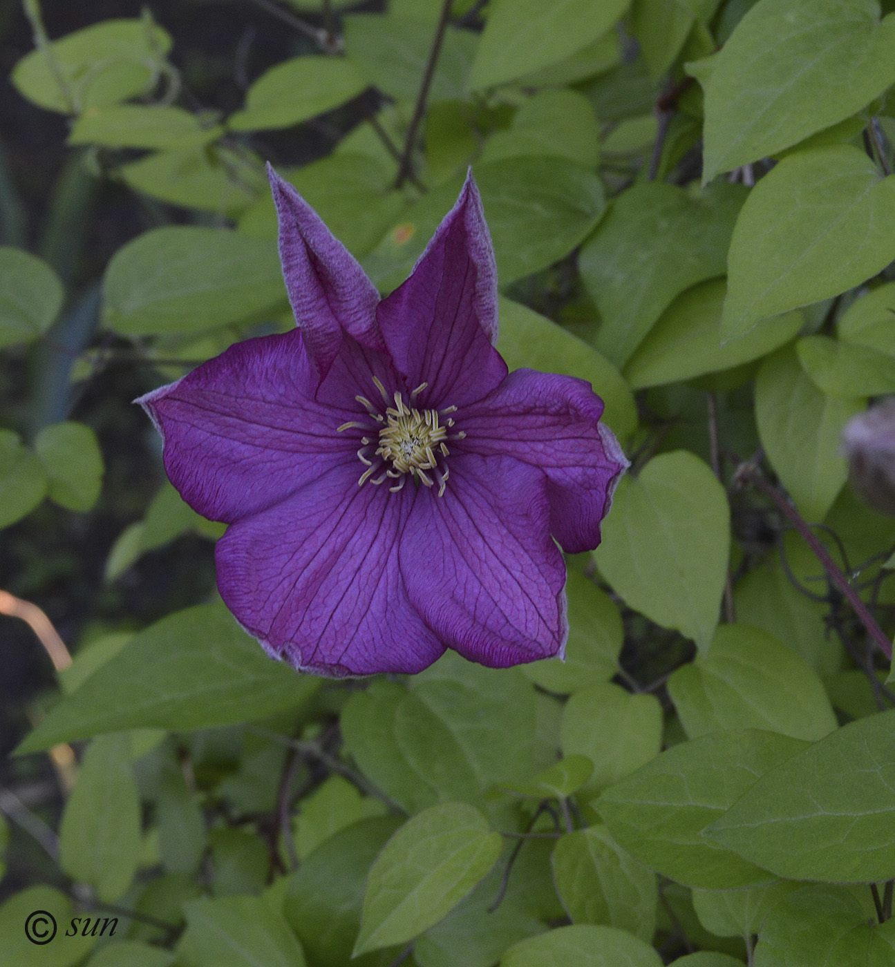 Изображение особи Clematis &times; jackmanii.