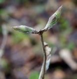 Lonicera xylosteum