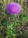 Cirsium vulgare