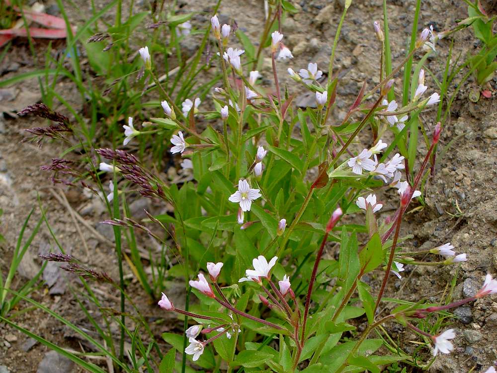 Image of Epilobium anagallidifolium specimen.