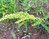 Rumex longifolius