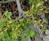 Misodendrum quadriflorum. Вегетирующее растение на Nothofagus antarctica. Аргентина, пров. Санта-Круз, нац. парк «Лос-Гласьярес», окр. оз. Desierto, нотофагусовый лес. 14.03.2014.