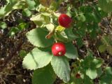 Rosa beggeriana