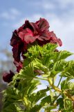 Pelargonium &times; domesticum