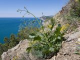 Crambe koktebelica. Бутонизирующее растение. Краснодарский край, м/о Анапа, окр. пос. Бол. Утриш, гора Солдатская, приморский склон, щебнистая осыпь. 09.05.2022.