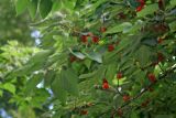 Broussonetia papyrifera. Ветви с соплодиями. Республика Абхазия, г. Сухум. 22.08.2009.
